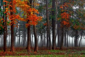mist, Autumn, Forest