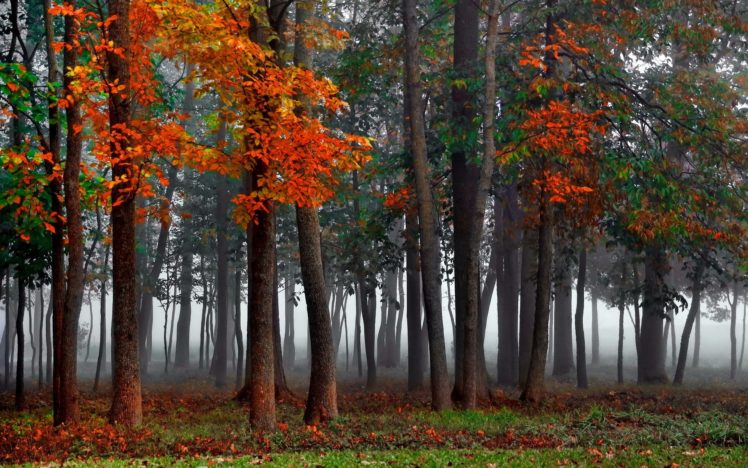 mist, Autumn, Forest HD Wallpaper Desktop Background