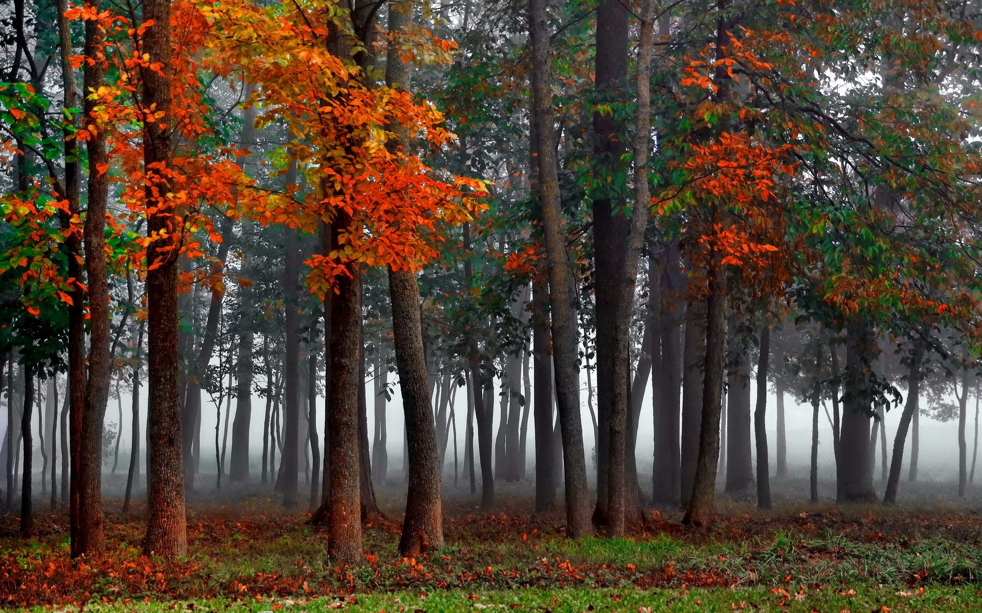 mist, Autumn, Forest Wallpaper