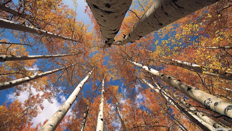 autumn, Birch, Forest, Leaves, Sky HD Wallpaper Desktop Background