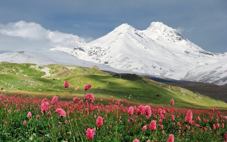 mountain, Flowers, Field, Landscape HD Wallpaper Desktop Background