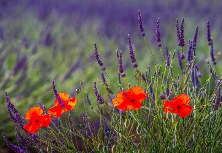 nature, Lavender, Field, Poppies HD Wallpaper Desktop Background