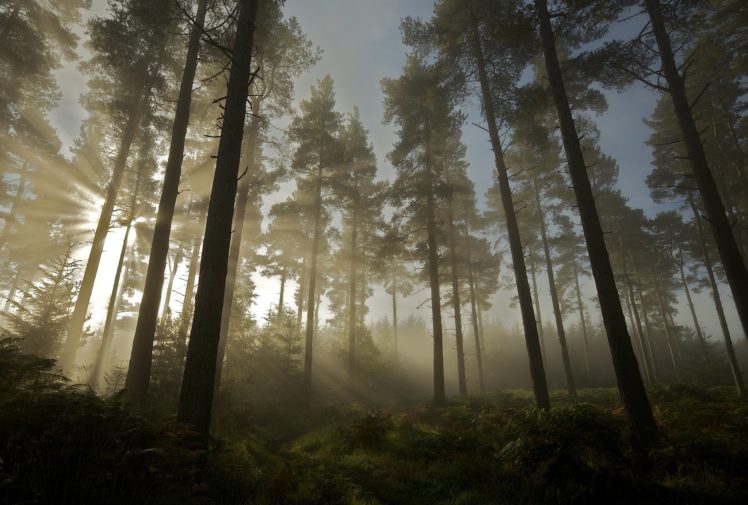 forest, Light, Sun, Trees, Nature HD Wallpaper Desktop Background