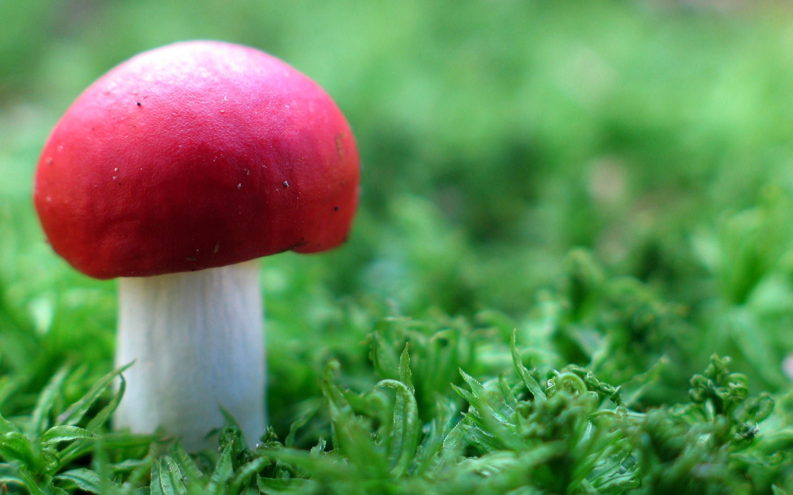 red, Cap Wallpaper