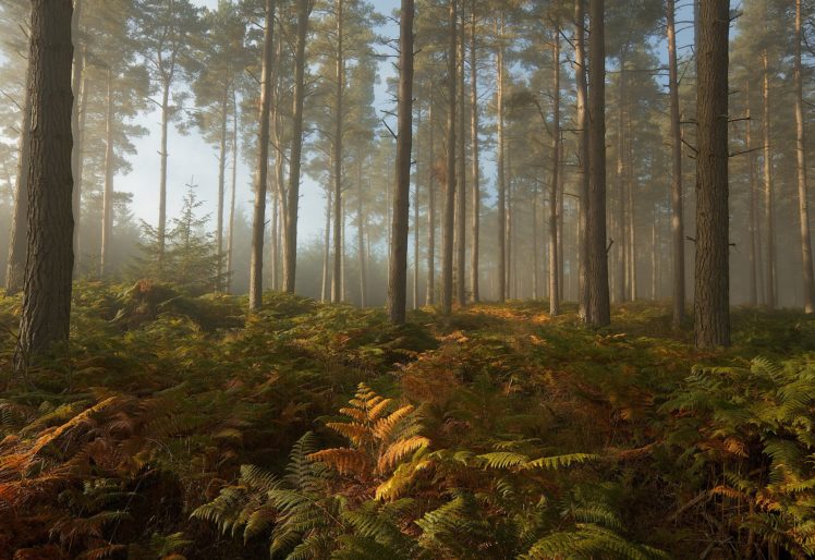 forest, Trees, Fern, Nature HD Wallpaper Desktop Background