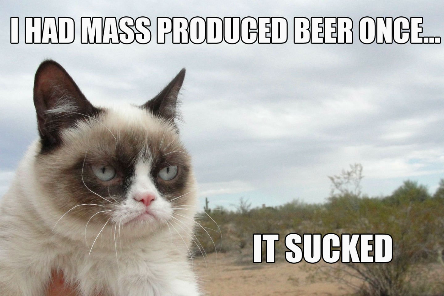 cat, Meme, Quote, Funny, Humor, Grumpy, Beer Wallpapers HD ...