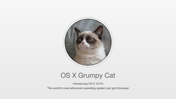cat, Meme, Quote, Funny, Humor, Grumpy, Computer HD Wallpaper Desktop Background