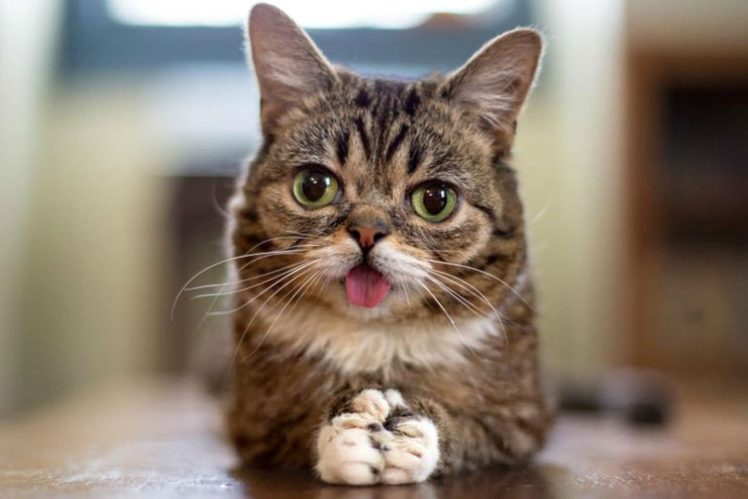 cat, Meme, Quote, Funny, Humor, Grumpy,  107 HD Wallpaper Desktop Background