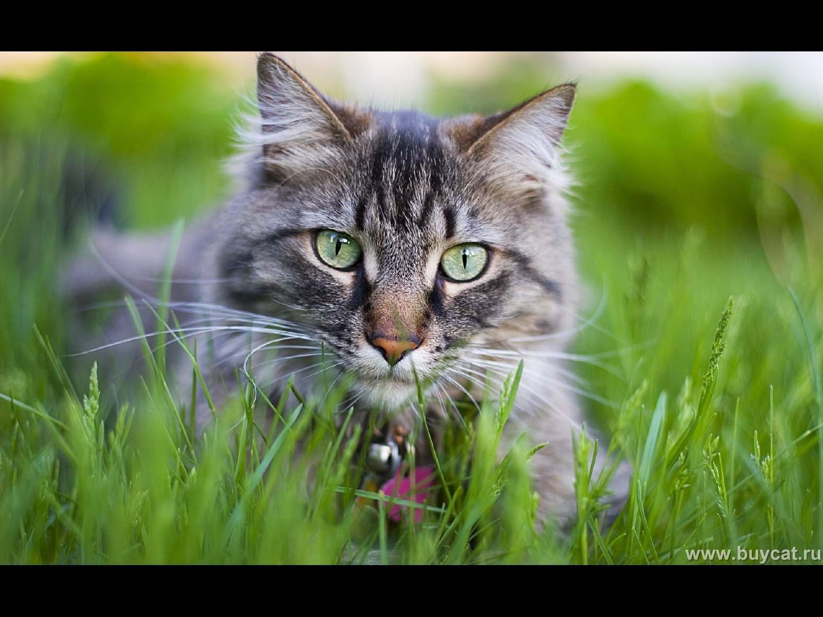 cat, Meme, Quote, Funny, Humor, Grumpy,  127 Wallpaper