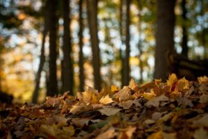 fallen, Leaves, In, The, Forest