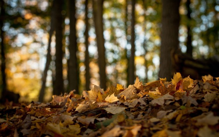 fallen, Leaves, In, The, Forest HD Wallpaper Desktop Background