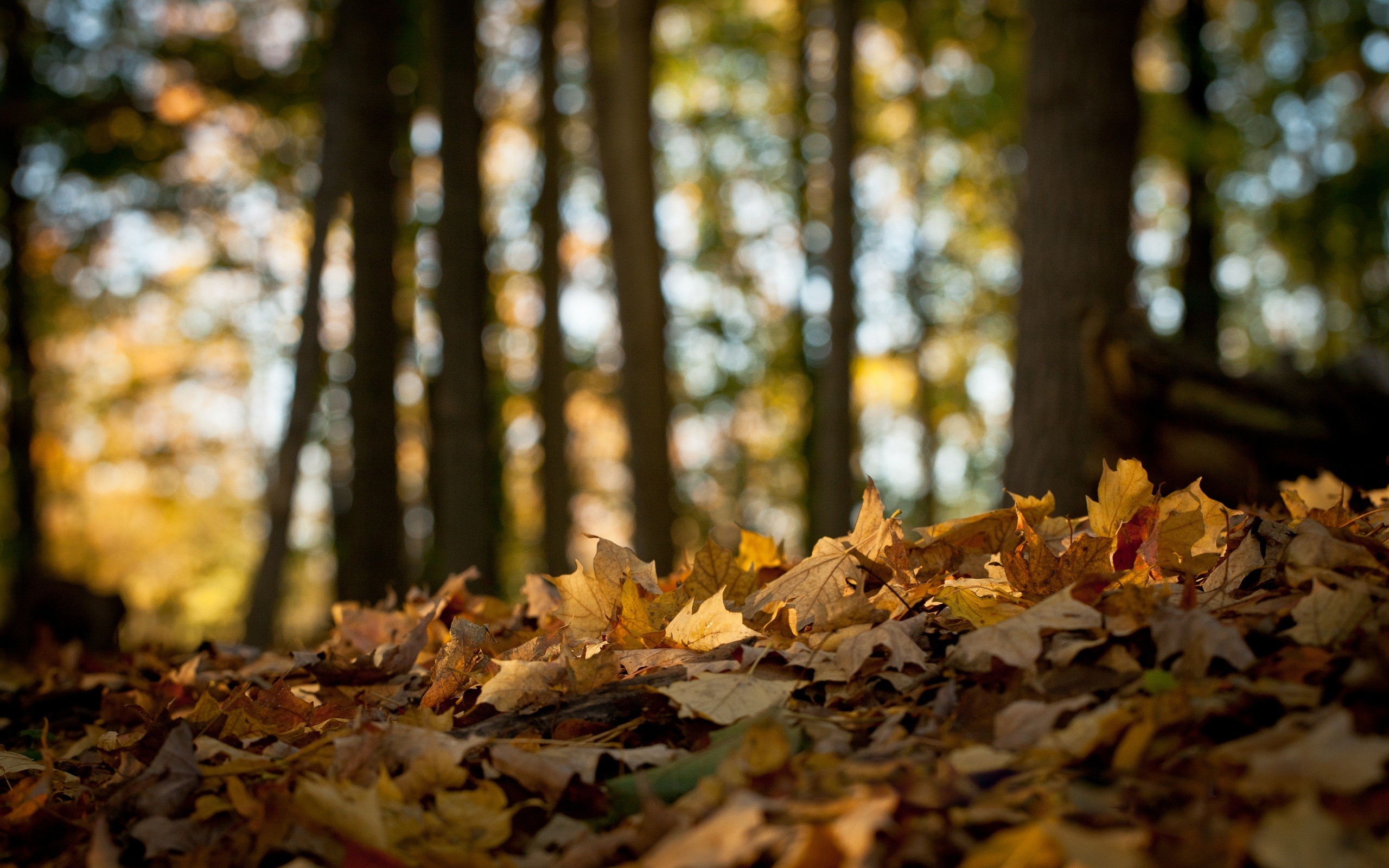 fallen, Leaves, In, The, Forest Wallpaper