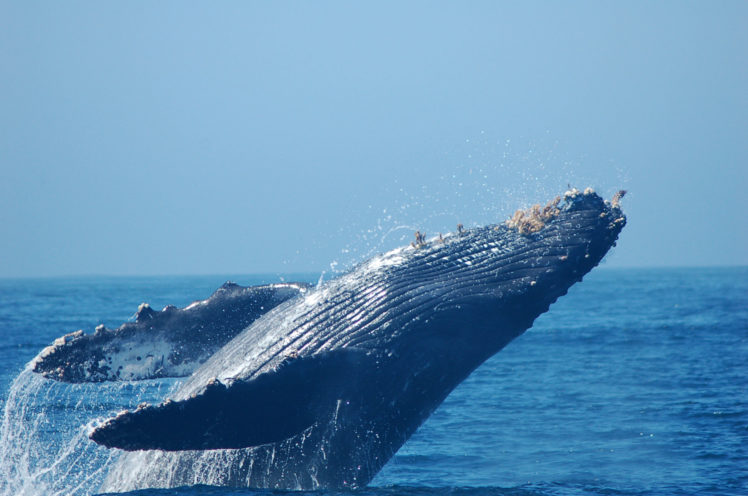 whales, Breach, Ocean, Sea, Splash, Spray, Drops HD Wallpaper Desktop Background
