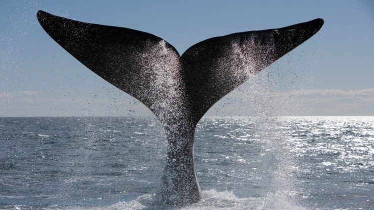 whales, Splash, Spray, Drops, Ocean, Sea HD Wallpaper Desktop Background
