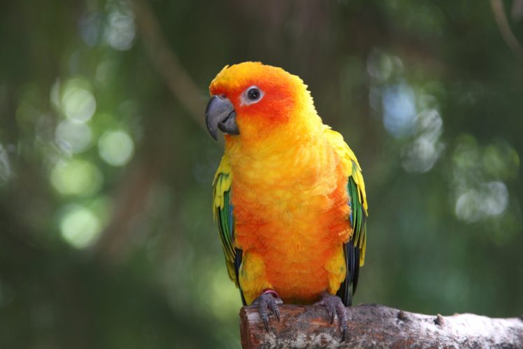 birds, Parrot, Macaw HD Wallpaper Desktop Background