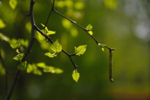 branch, Leaves, Bud, Blurred, Background