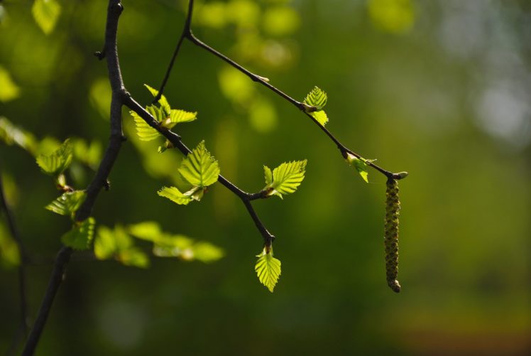 branch, Leaves, Bud, Blurred, Background HD Wallpaper Desktop Background