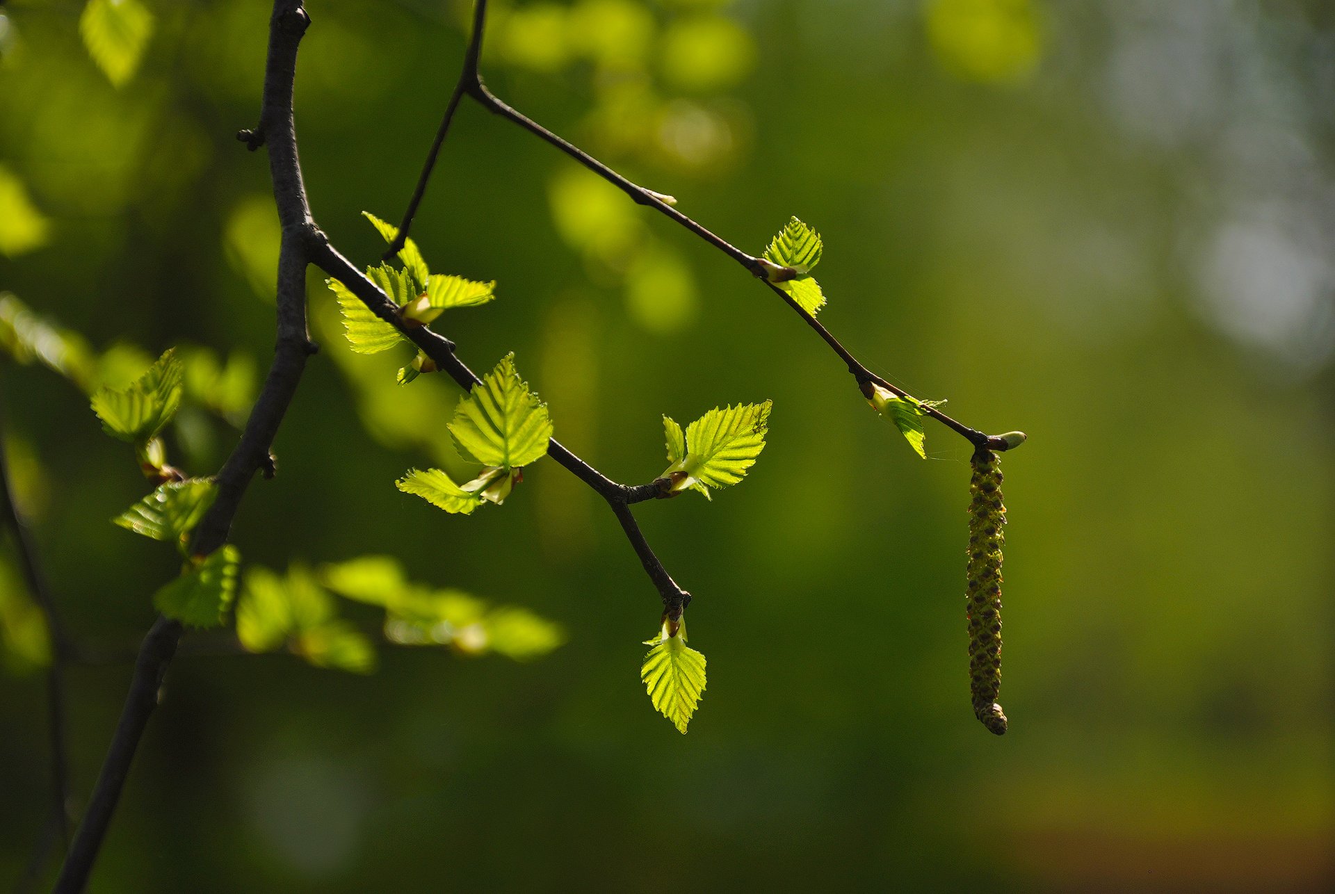 branch, Leaves, Bud, Blurred, Background Wallpapers HD / Desktop and