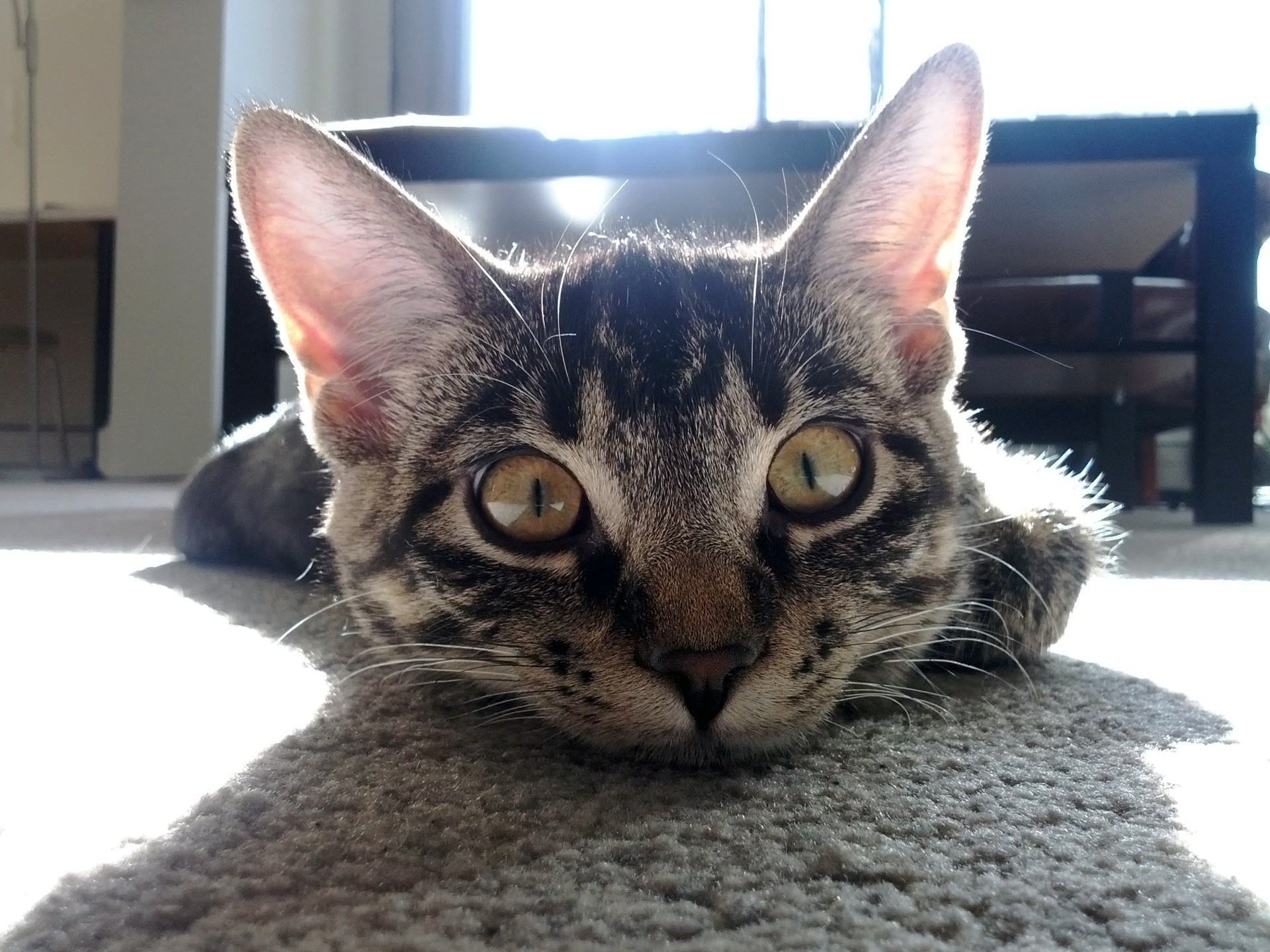 cat, Eyes Wallpaper