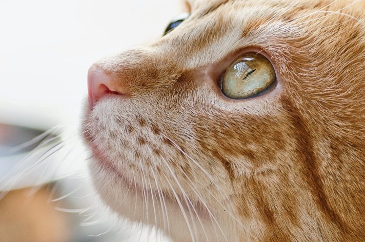 cat, Red, Eyes HD Wallpaper Desktop Background
