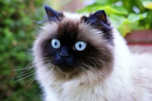 cat, Blue, Eyes, Face