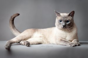 cat, Thai, Thai