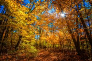 forest, Trees, Autumn, Sun, Rays, Color, Bright