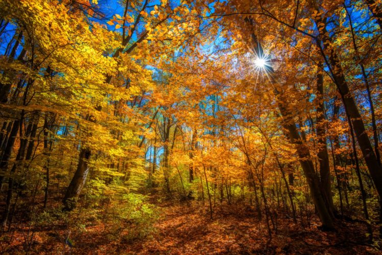 forest, Trees, Autumn, Sun, Rays, Color, Bright HD Wallpaper Desktop Background