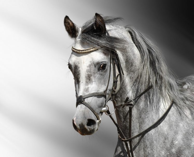 head, Horse, Gray HD Wallpaper Desktop Background