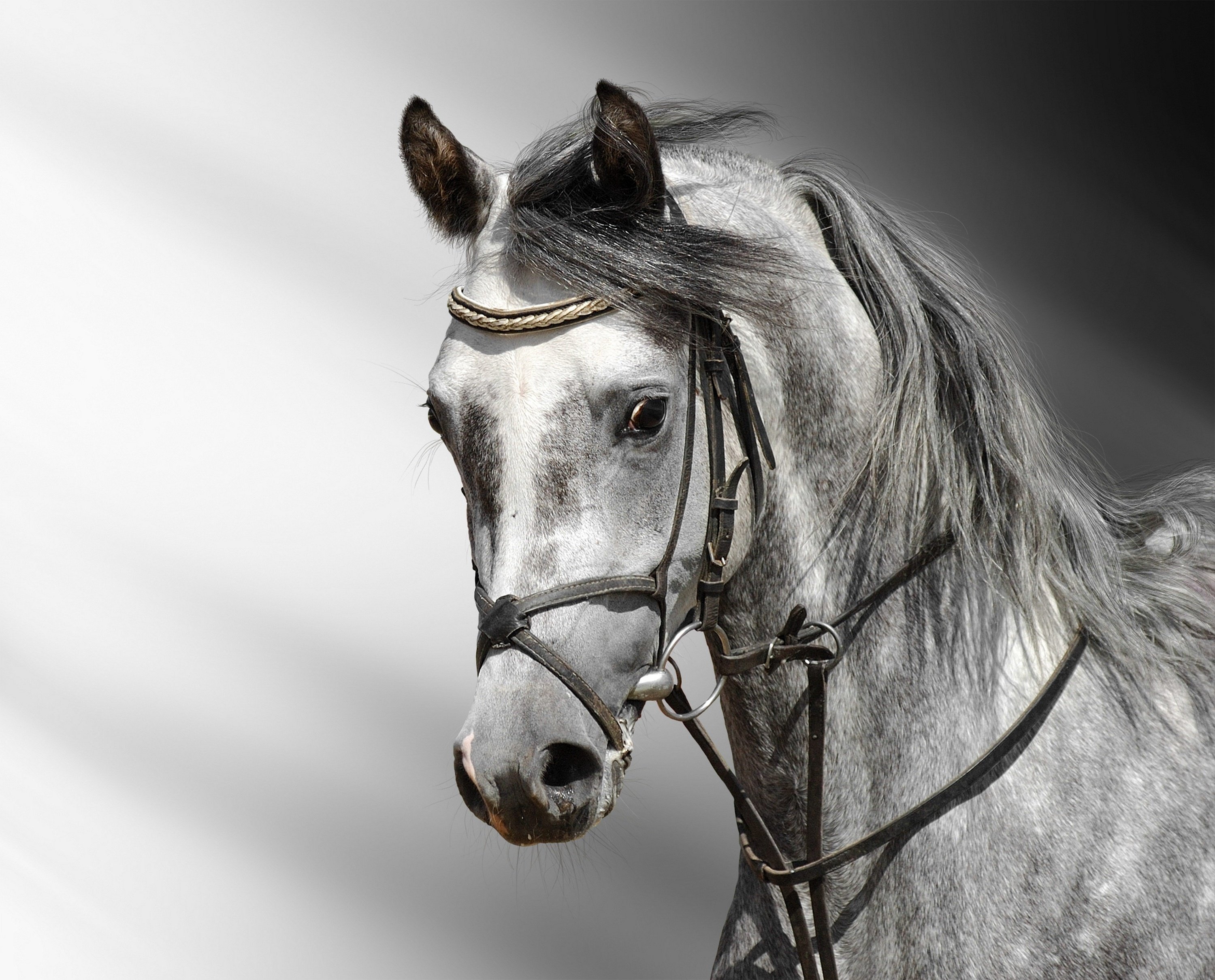 head, Horse, Gray Wallpaper