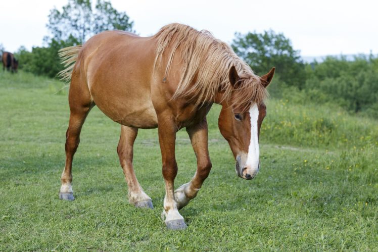 horse, Beautiful, One, Pasture HD Wallpaper Desktop Background