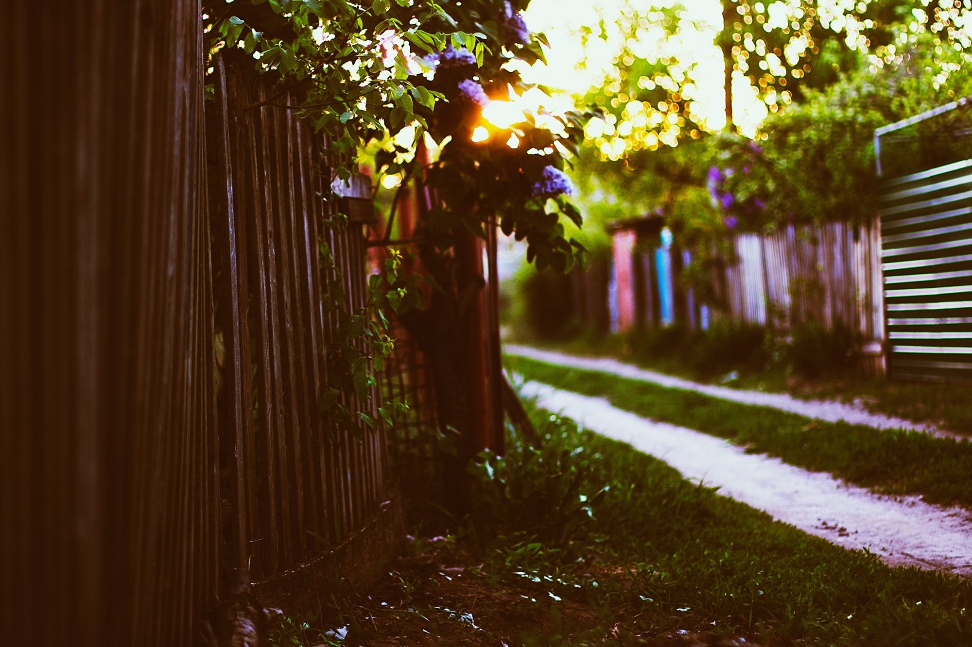 sunset, Fence, House, Grass, Leaves, Spring, Sun, Bokeh, Lilac Wallpaper