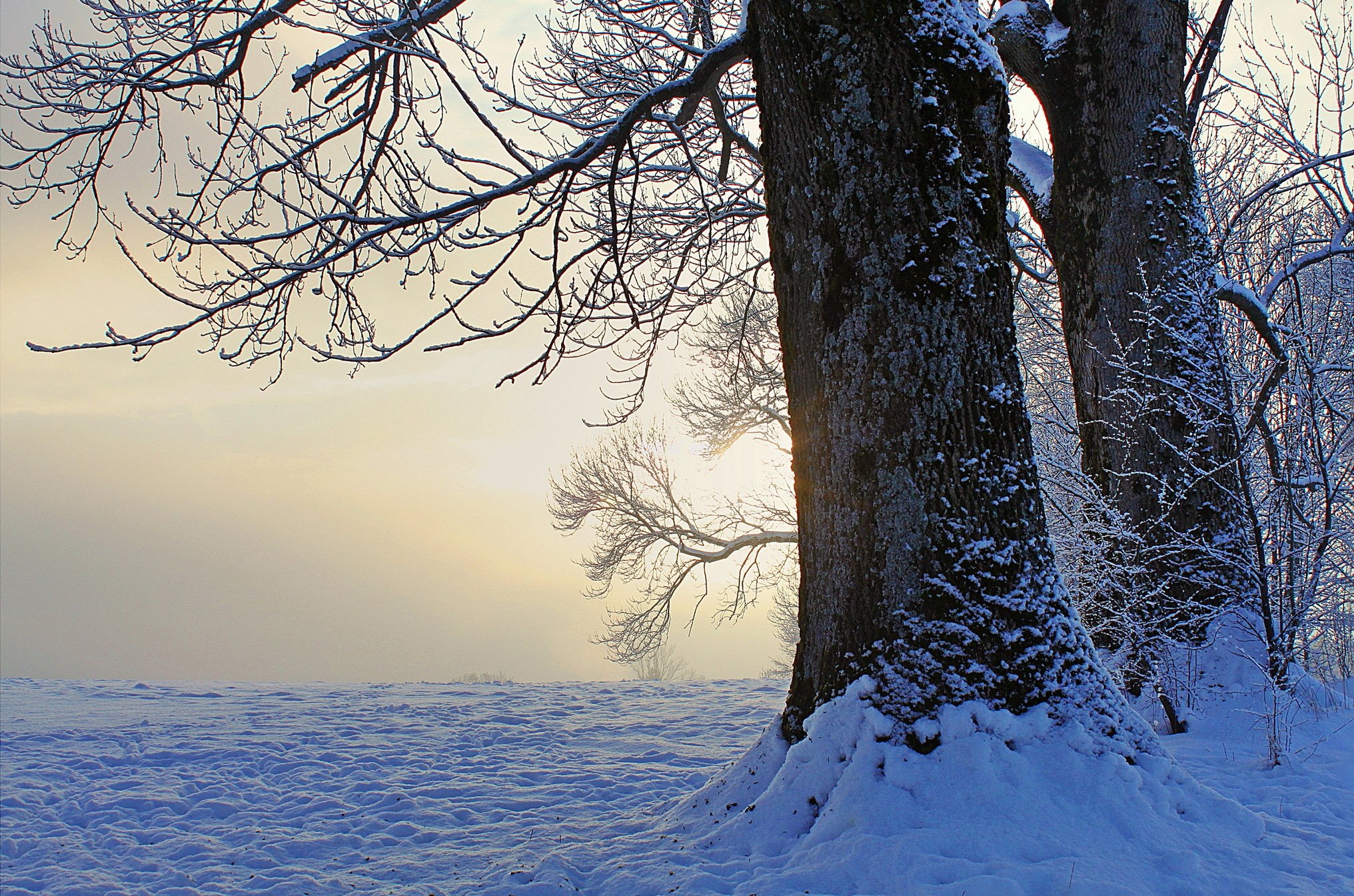 winter, Snow, Trees, Evening, Sunset Wallpaper