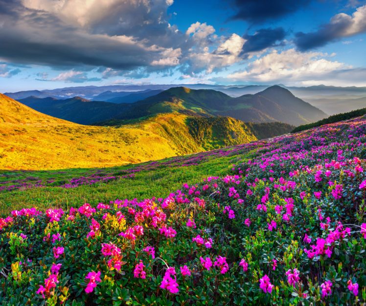 mountains, Azalea, Scenery, Sky, Grass, Clouds, Nature HD Wallpaper Desktop Background
