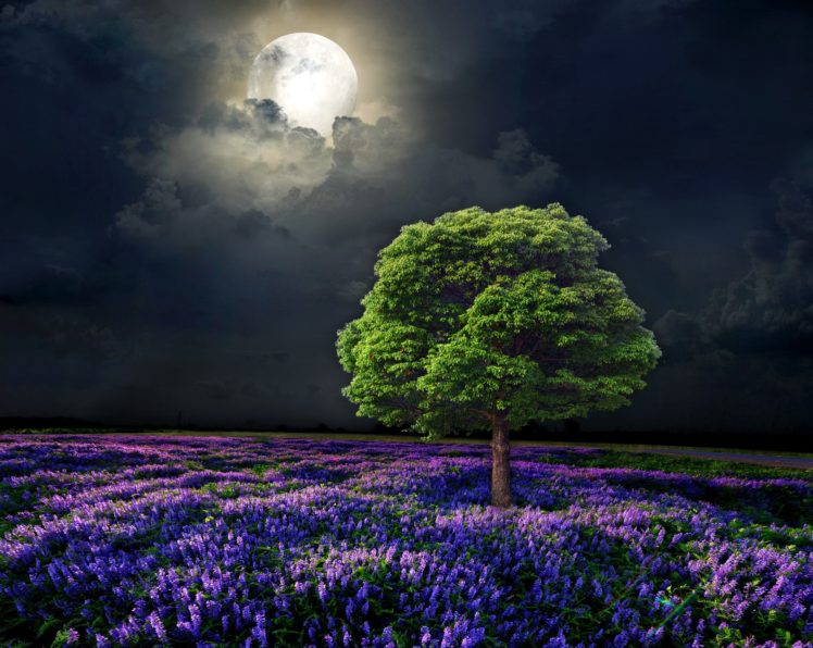 scenery, Fields, Sky, Trees, Moon, Night, Nature HD Wallpaper Desktop Background