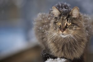 cats, Glance, Snow, Fluffy, Animals