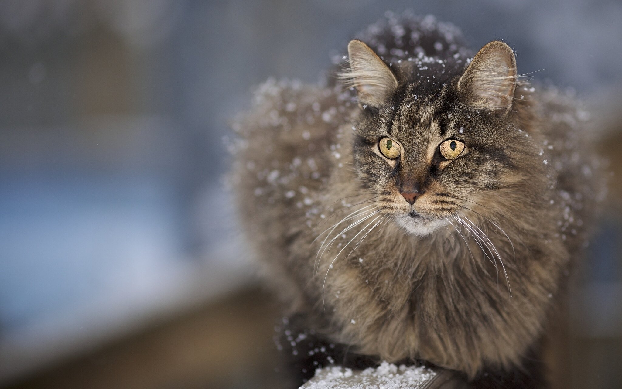 cats, Glance, Snow, Fluffy, Animals Wallpaper