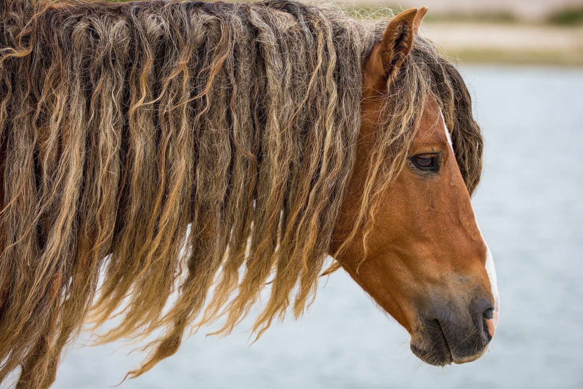 horse Wallpaper