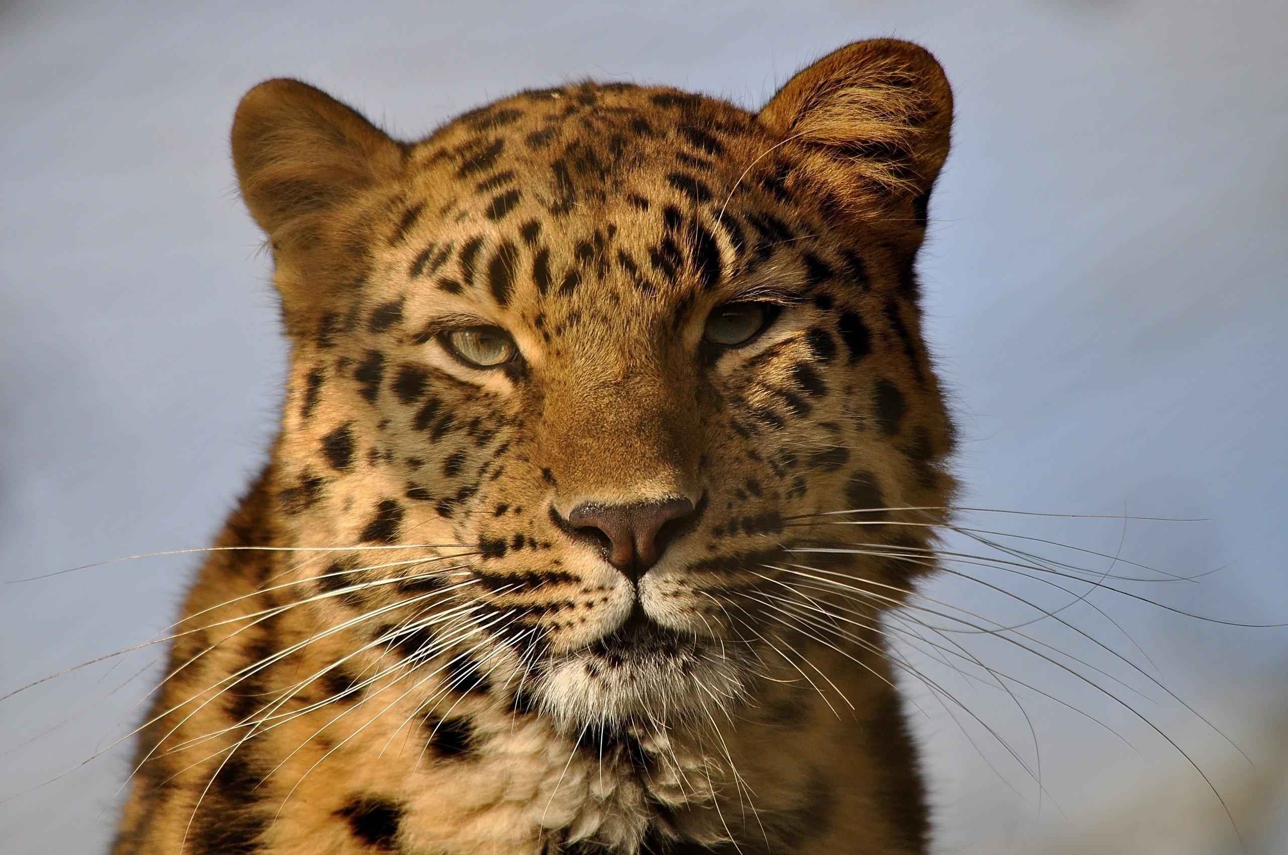 leopard Wallpaper
