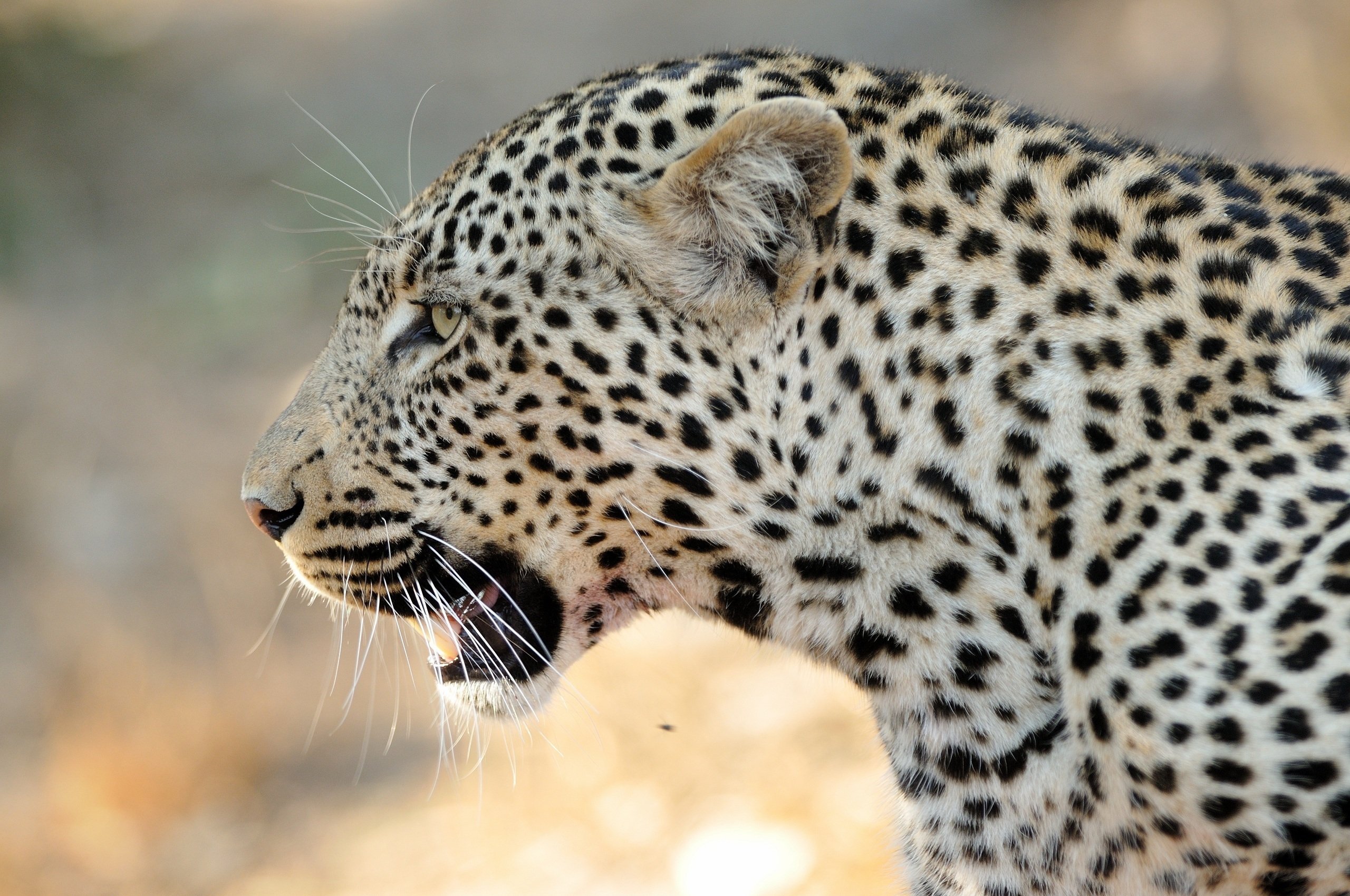 leopard Wallpaper