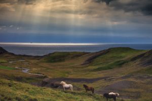 horses, Nature, Landscapes, Sky, Clouds, Sunlight, Beams, Rays