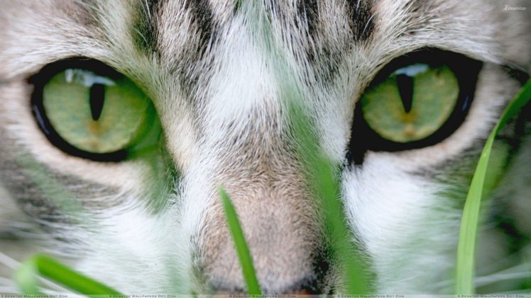 eyes, Animals HD Wallpaper Desktop Background
