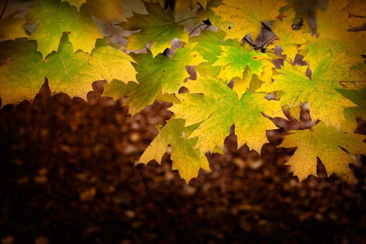 maple, Leaves, Autumn HD Wallpaper Desktop Background