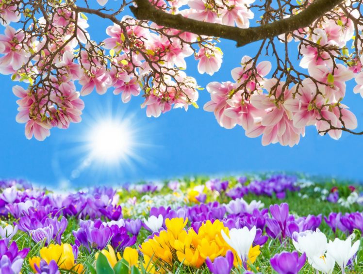 spring, Is, Coming, Spring, Road HD Wallpaper Desktop Background