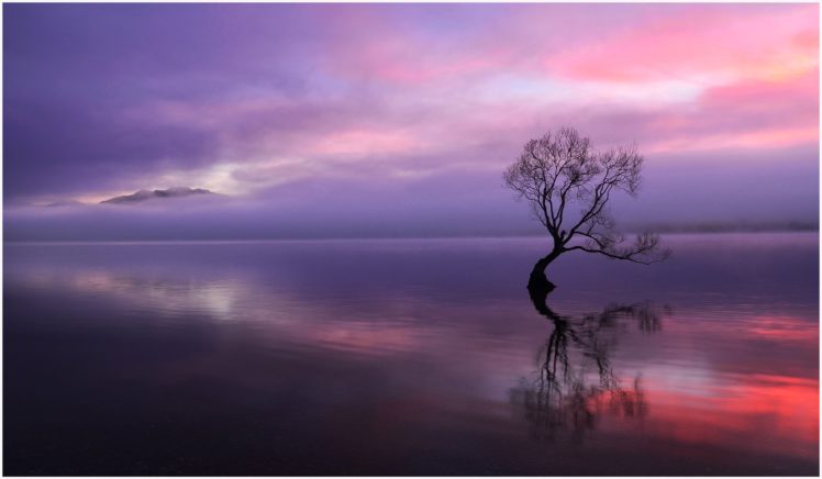 tree, Sunset, Lake, Evening, Bokeh, Mood HD Wallpaper Desktop Background