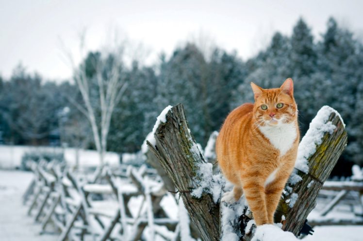 winter, Cat, Snow, Red, Cat, Fence HD Wallpaper Desktop Background