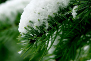 snow, Over, Pine, Tree