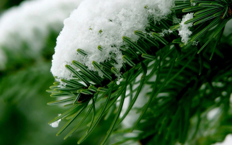 snow, Over, Pine, Tree HD Wallpaper Desktop Background