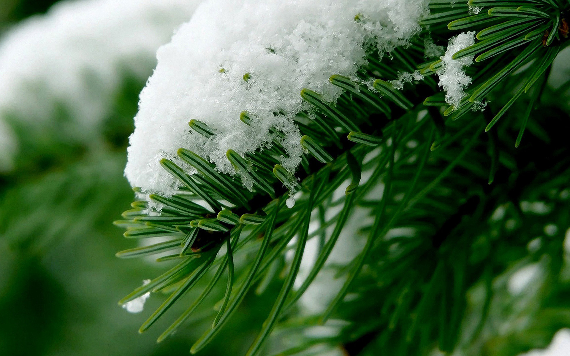 snow, Over, Pine, Tree Wallpaper