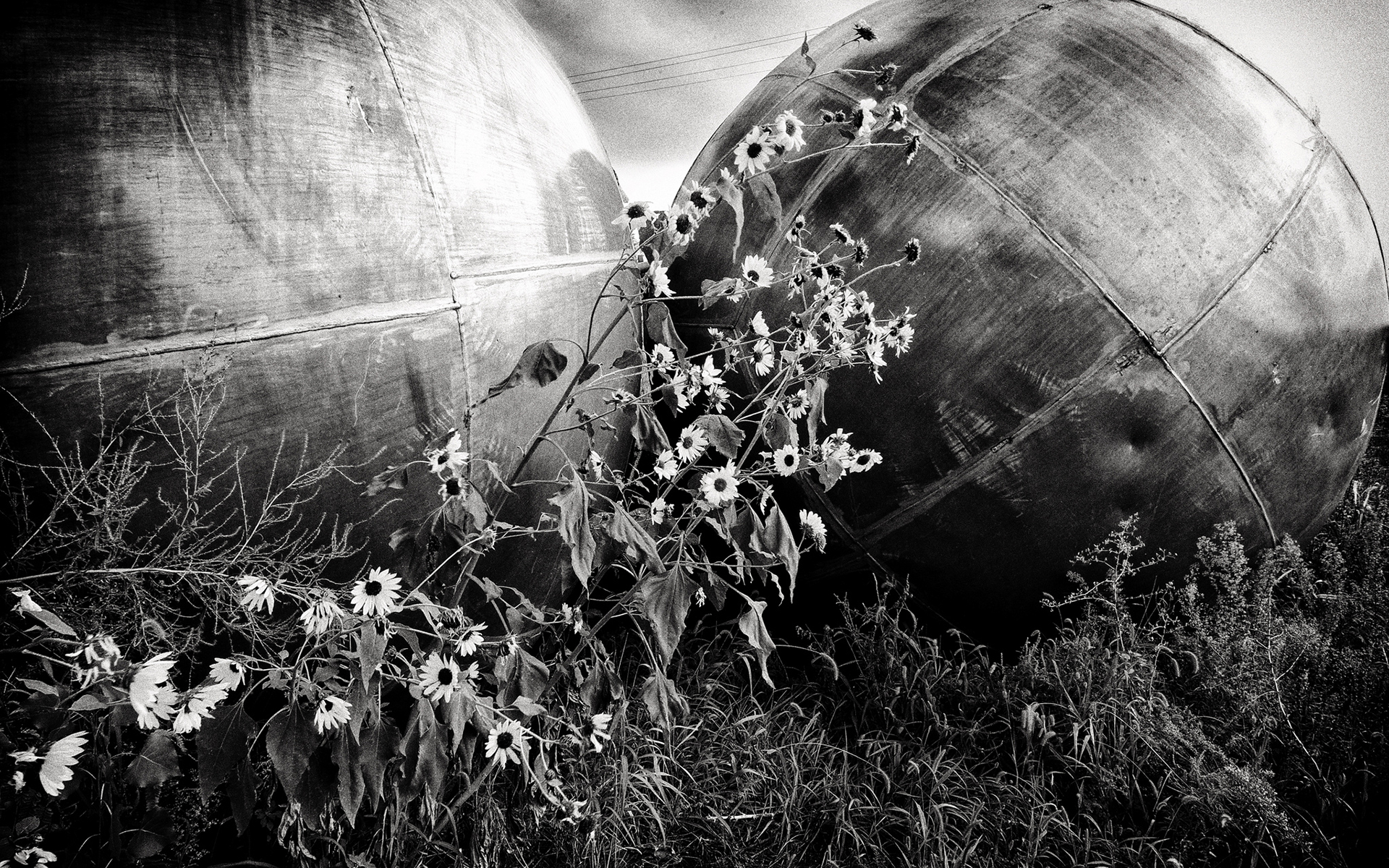 black, White, Bw, Steel, Metal, Sphere, Globes, Circle, Sculpture, Flowers Wallpaper